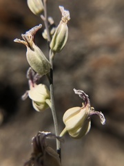Streptanthus glandulosus albidus