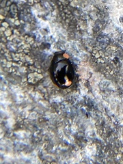 Hyperaspis bigeminata