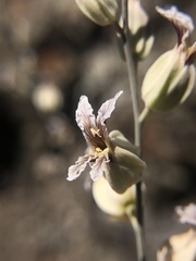 Streptanthus glandulosus albidus