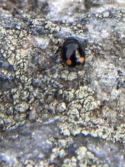 Hyperaspis bigeminata