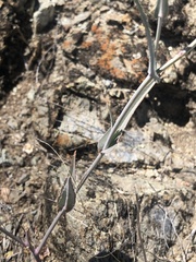 Streptanthus glandulosus albidus