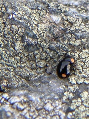 Hyperaspis bigeminata