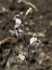 Streptanthus glandulosus albidus