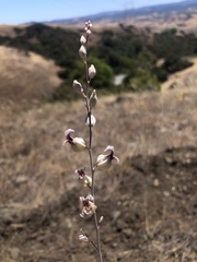 Streptanthus glandulosus albidus