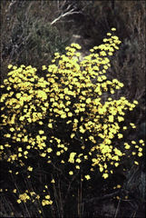 Phebalium stenophyllum