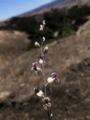 Streptanthus glandulosus albidus