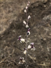 Streptanthus glandulosus albidus
