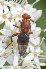 Hammerschmidtia rufa