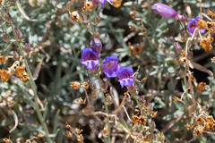 Penstemon incertus