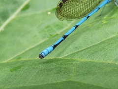 Argia fissa