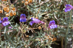 Penstemon incertus