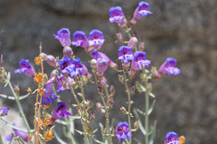 Penstemon incertus