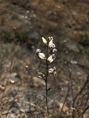 Streptanthus glandulosus albidus
