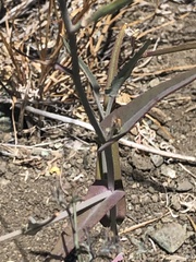 Streptanthus glandulosus albidus