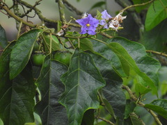 Solanum wrightii