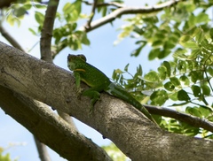 Anolis smallwoodi
