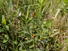 Carex chordorrhiza