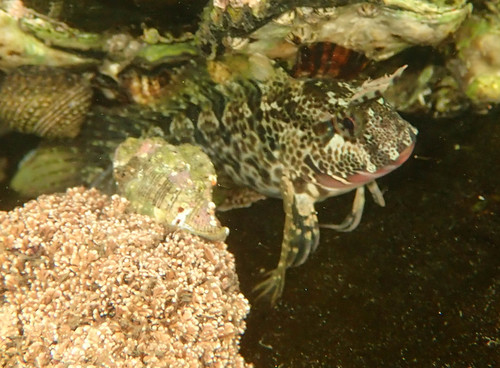 Bay Blenny