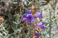 Penstemon incertus