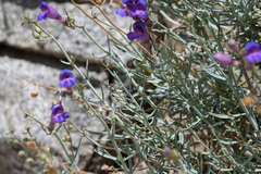 Penstemon incertus