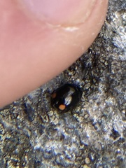 Hyperaspis bigeminata