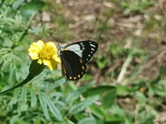 Belenois java peristhene