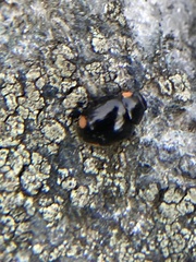 Hyperaspis bigeminata