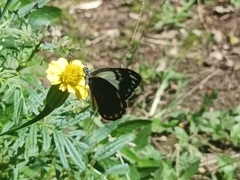 Belenois java peristhene