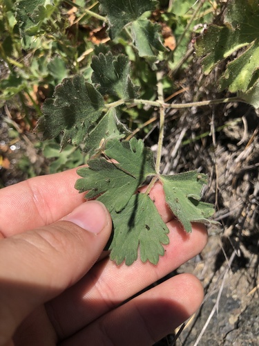 Van Houtte's Columbine foliage