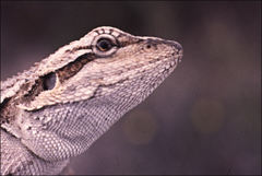 Mallee Heath Lashtail photo 2