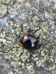 Hyperaspis bigeminata