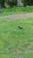 Quiscalus quiscula