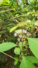 Callicarpa longifolia