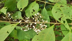 Callicarpa longifolia