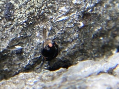 Hyperaspis bigeminata