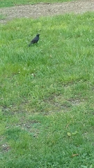 Quiscalus quiscula