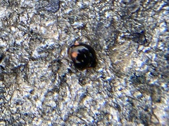 Hyperaspis bigeminata