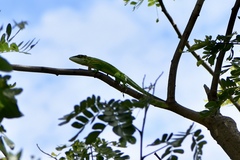 Anolis smallwoodi