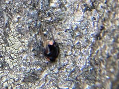 Hyperaspis bigeminata