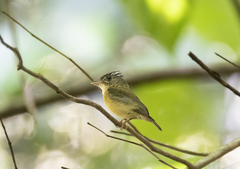 White-Crested Spadebill photo 2