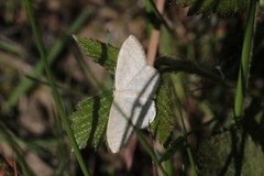 Scopula floslactata