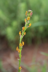 Manulea parviflora