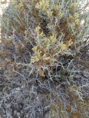 Tetradymia nuttallii