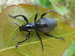 Pachyrrhynchus pinorum