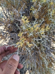 Tetradymia nuttallii