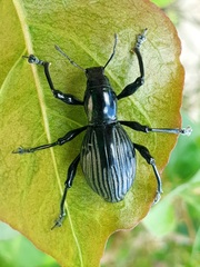 Pachyrrhynchus pinorum