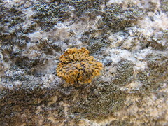 Polycauliona brattiae