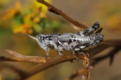 Aeoloplides fuscipes