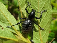 Pachyrrhynchus pinorum