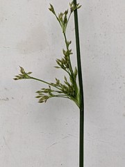 Juncus effusus